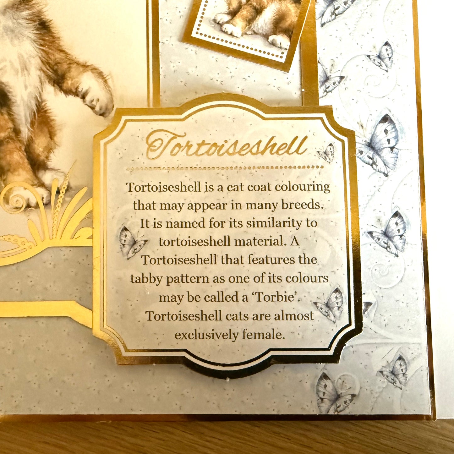 Three Handmade Square 7”x7” Cards: Cats - Tortoiseshell, Maine Coon & Birman